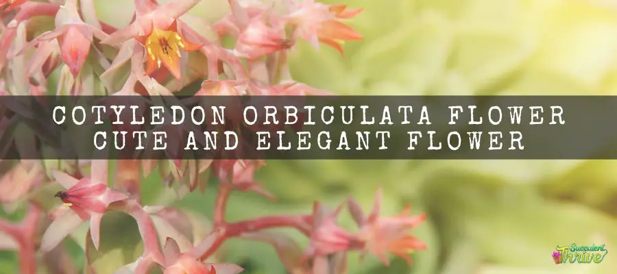 Cotyledon Orbiculata Flower