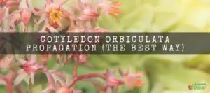 Cotyledon Orbiculata Propagation