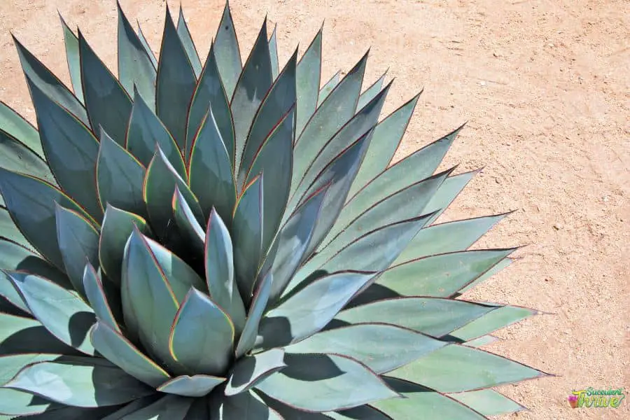 Is Agave A Cactus