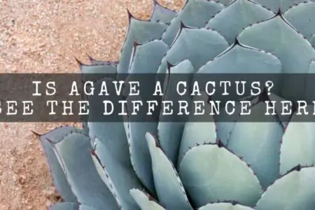 Is Agave A Cactus? ( See The Difference Here )
