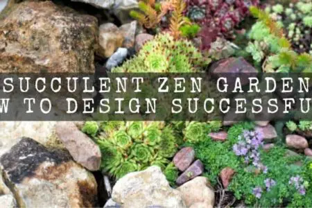 Succulent Zen Garden : How To Design Successfully