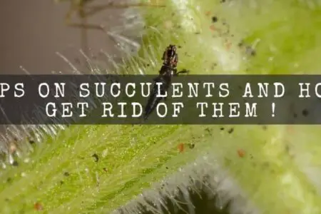 Thrips On Succulents And How To Get Rid Of Them !