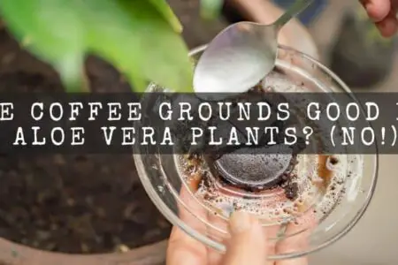 Are Coffee Grounds Good For Aloe Vera Plants? ( No! )