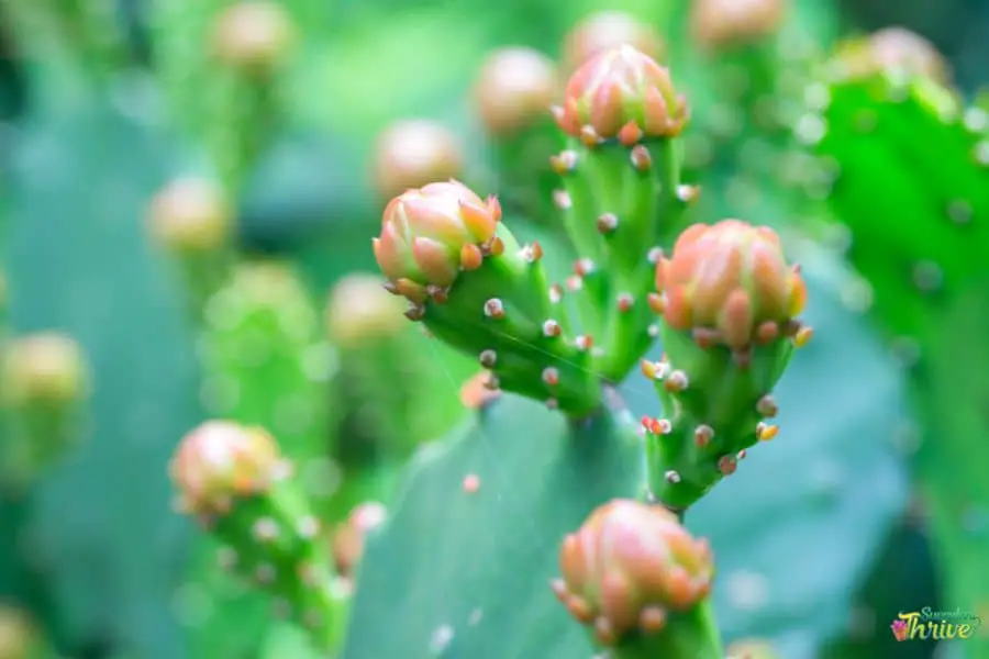 Cactus Flower Buds Falling Off