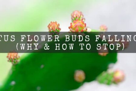 Cactus Flower Buds Falling Off (Why & How to Stop)