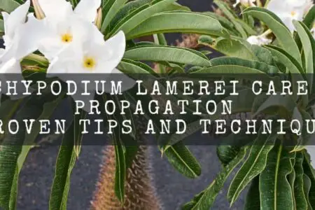 Pachypodium Lamerei Care And Propagation :  Proven Tips and Techniques