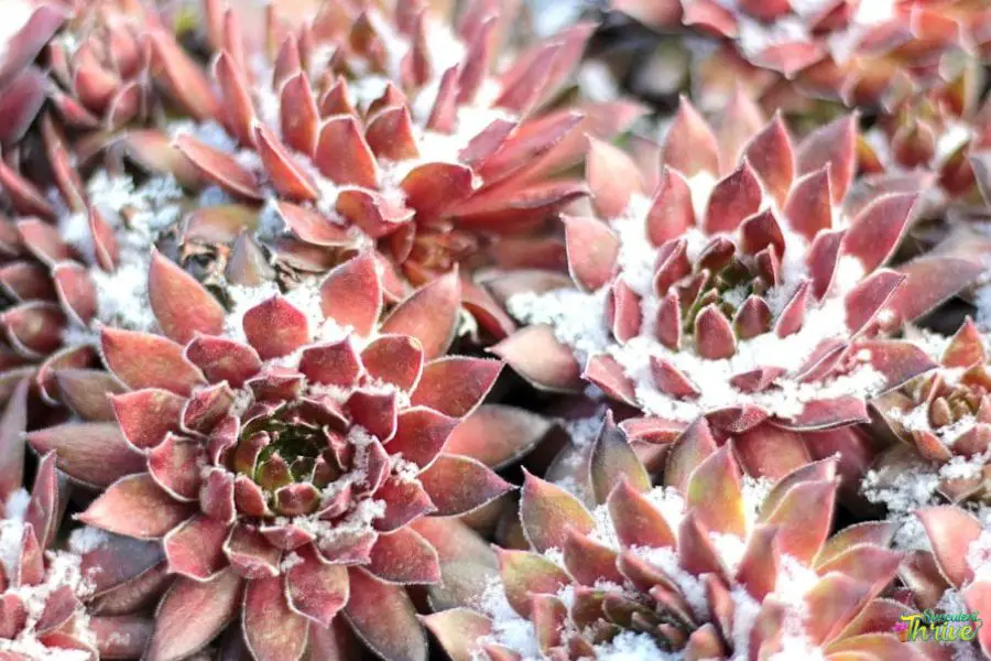 Should I Cover My Succulents In Winter