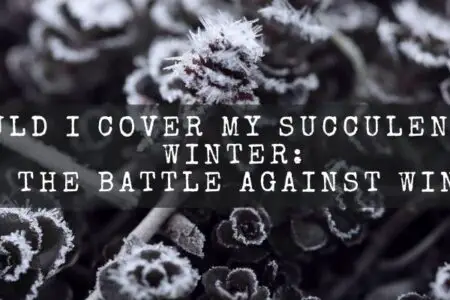 Should I Cover My Succulents In Winter: Win the Battle Against Winter