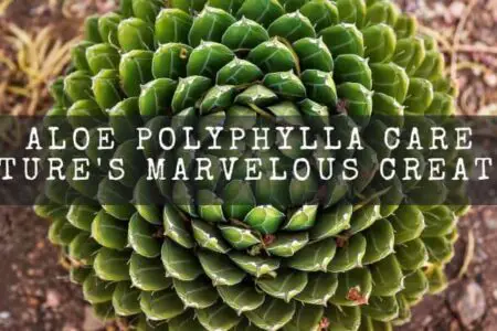 Aloe Polyphylla Care | Nature’s Marvelous Creation
