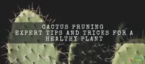 Cactus Pruning