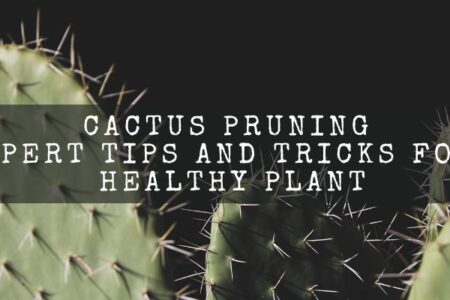 Cactus Pruning: Expert Tips And Tricks For A Healthy Plant
