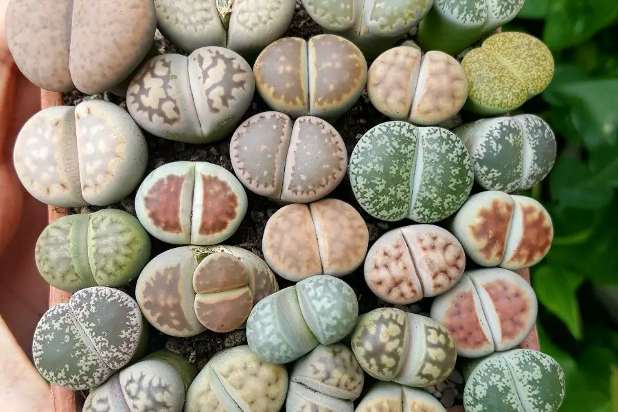 Are Lithops Living Stone Beginner Friendly Plants