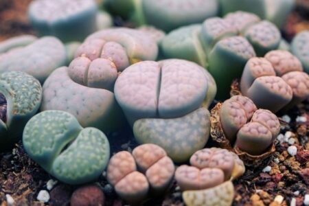 Are Lithops Living Stone Beginner Friendly Plants?